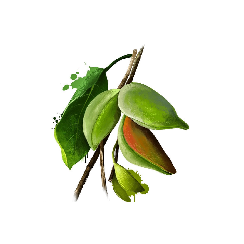 The Incredible Skincare Benefits of Kakadu Plum Oil