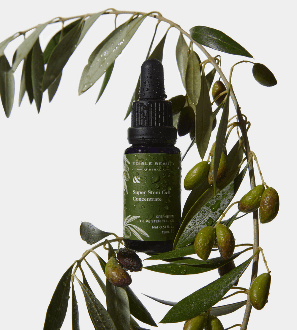 Super Olive Stem Cell Concentrate